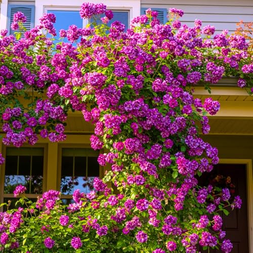 6 Months Old Climbing Rose Live Plant, Well Rooted 5-9 Tall, No Leaf, Ready to Plant Indoor Outdoor, Climber Rose Bush, Hybrid Tea Rose Like, Very Fragrant, Long Bloomer (Purple Striped)